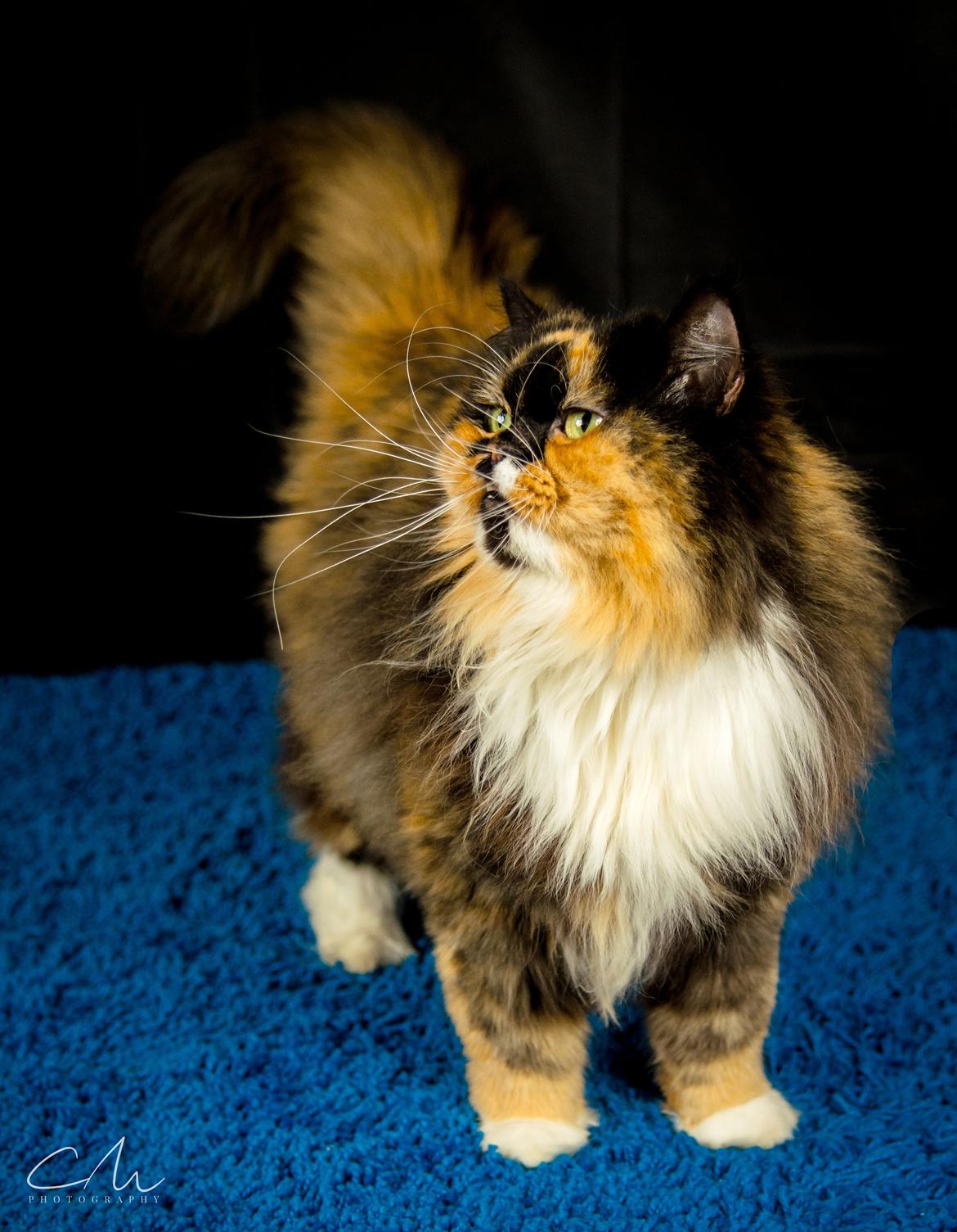 Blanding af racer Tessa billede 3