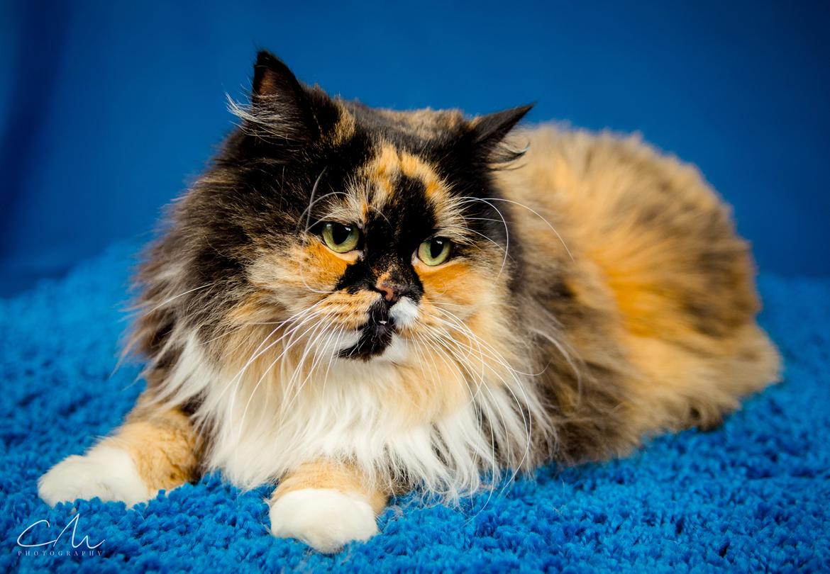 Blanding af racer Tessa billede 4