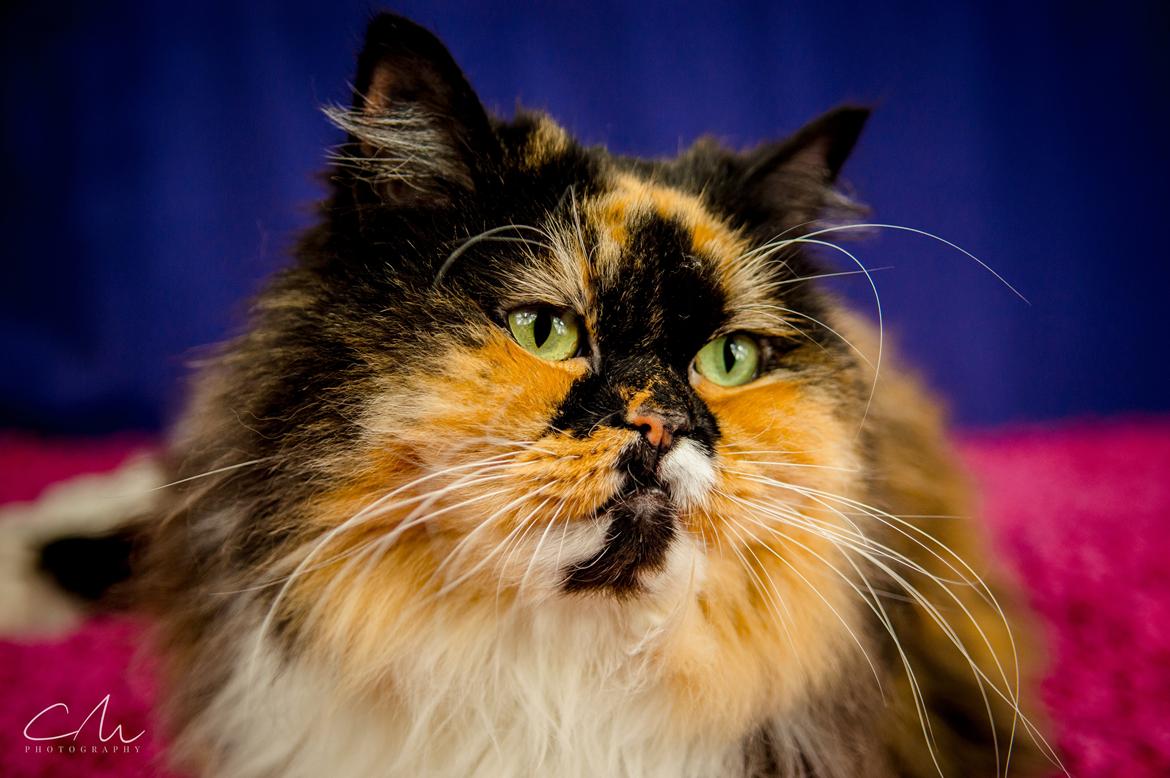 Blanding af racer Tessa billede 5