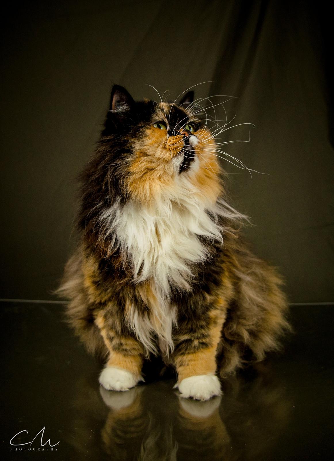 Blanding af racer Tessa billede 1