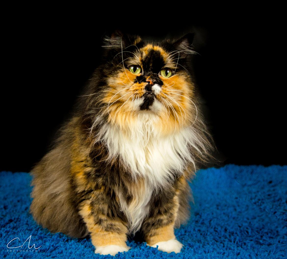 Blanding af racer Tessa billede 2