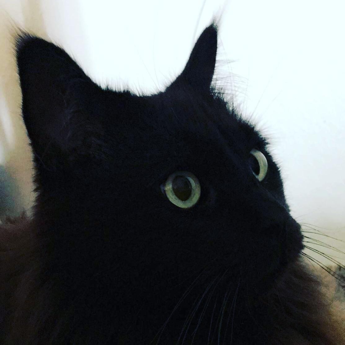 Maine Coon Bimse billede 20