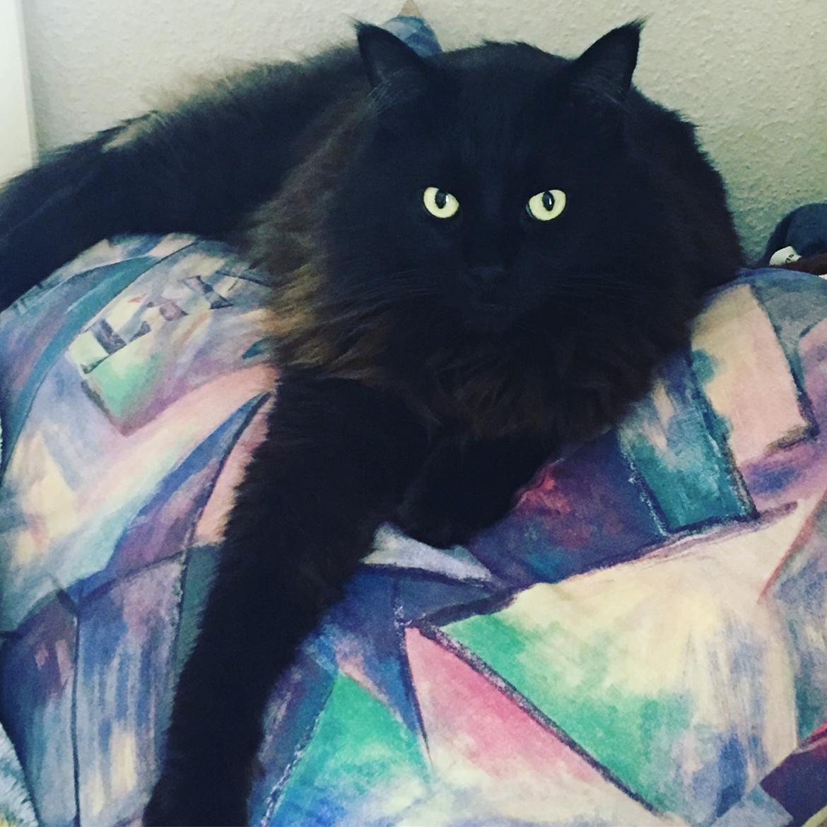 Maine Coon Bimse billede 23