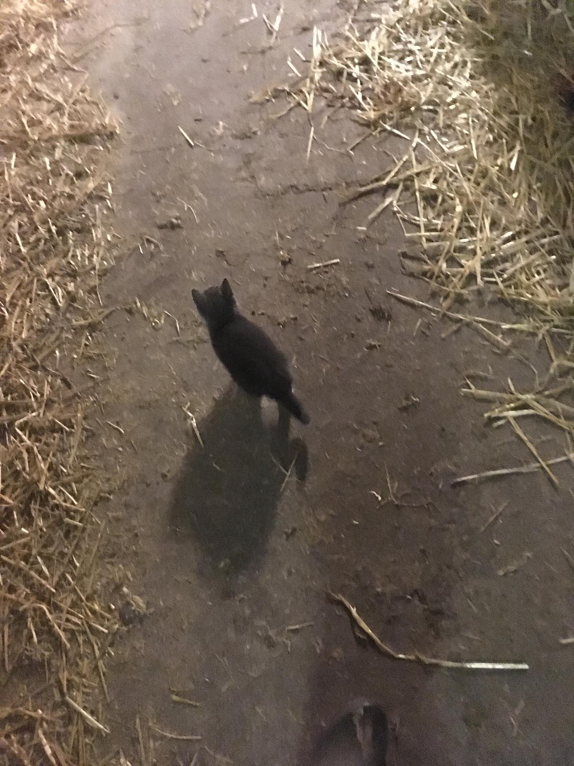 Huskat Sam  billede 2