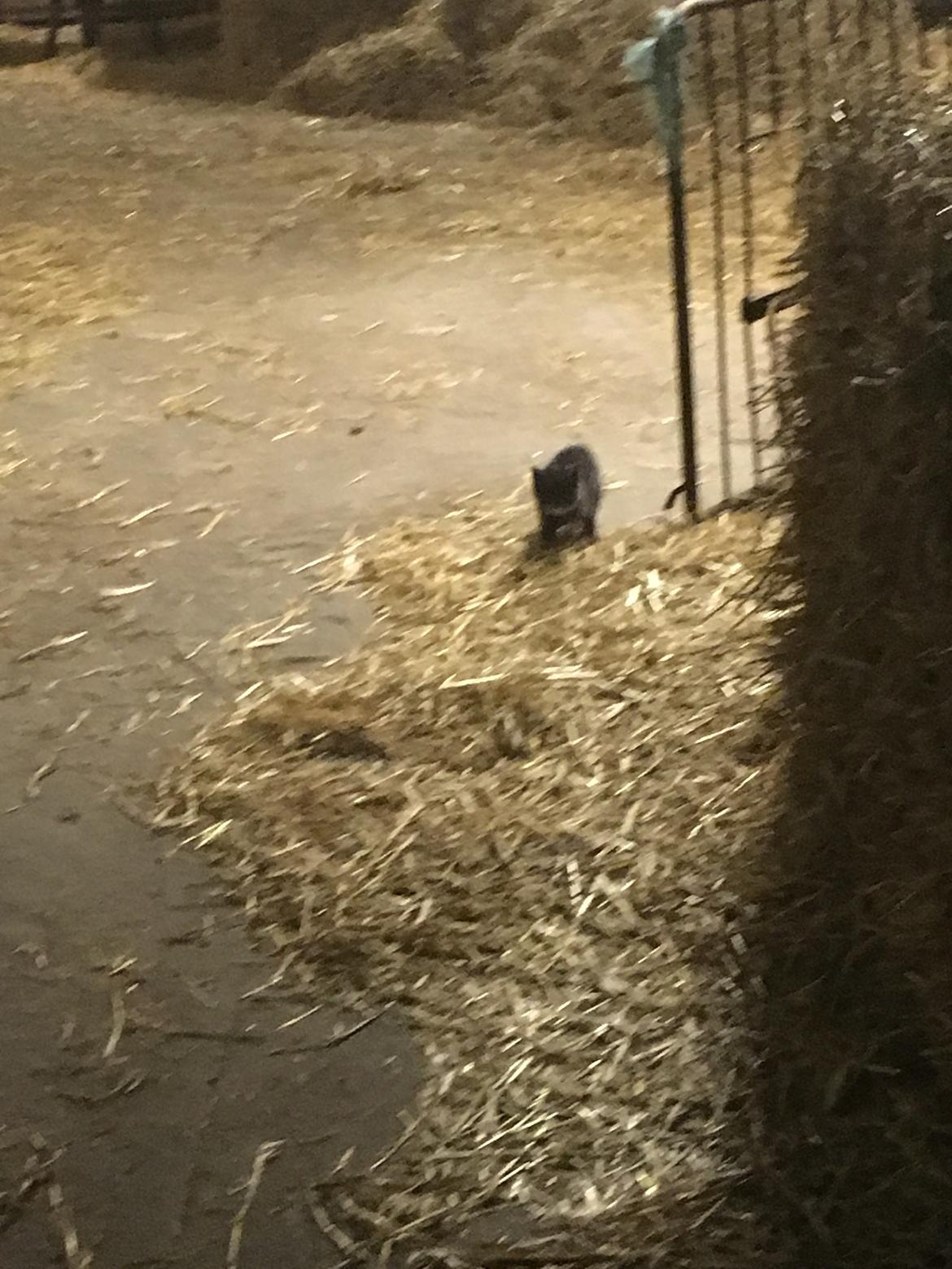 Huskat Sam  billede 3