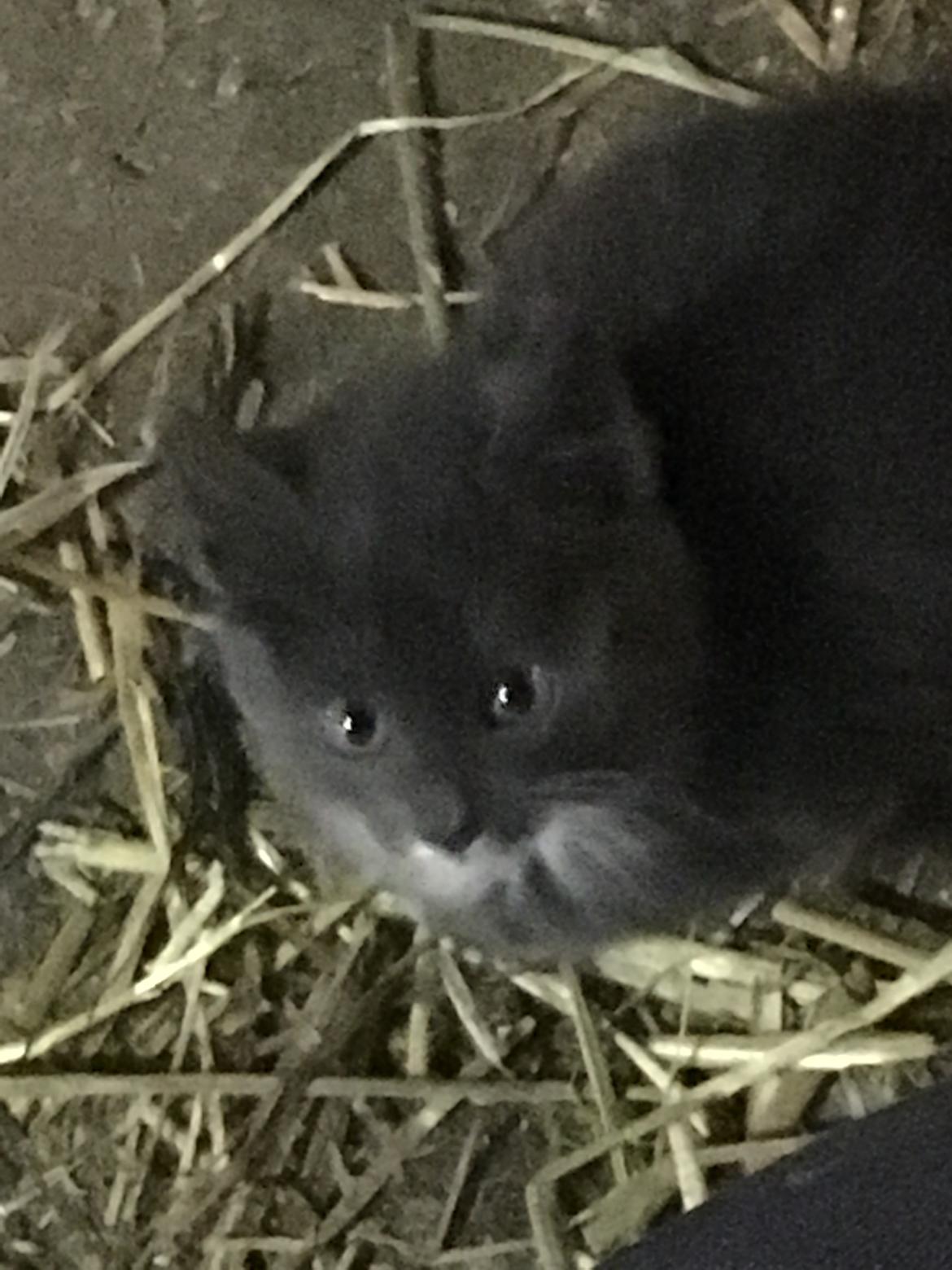 Huskat Sam  billede 4