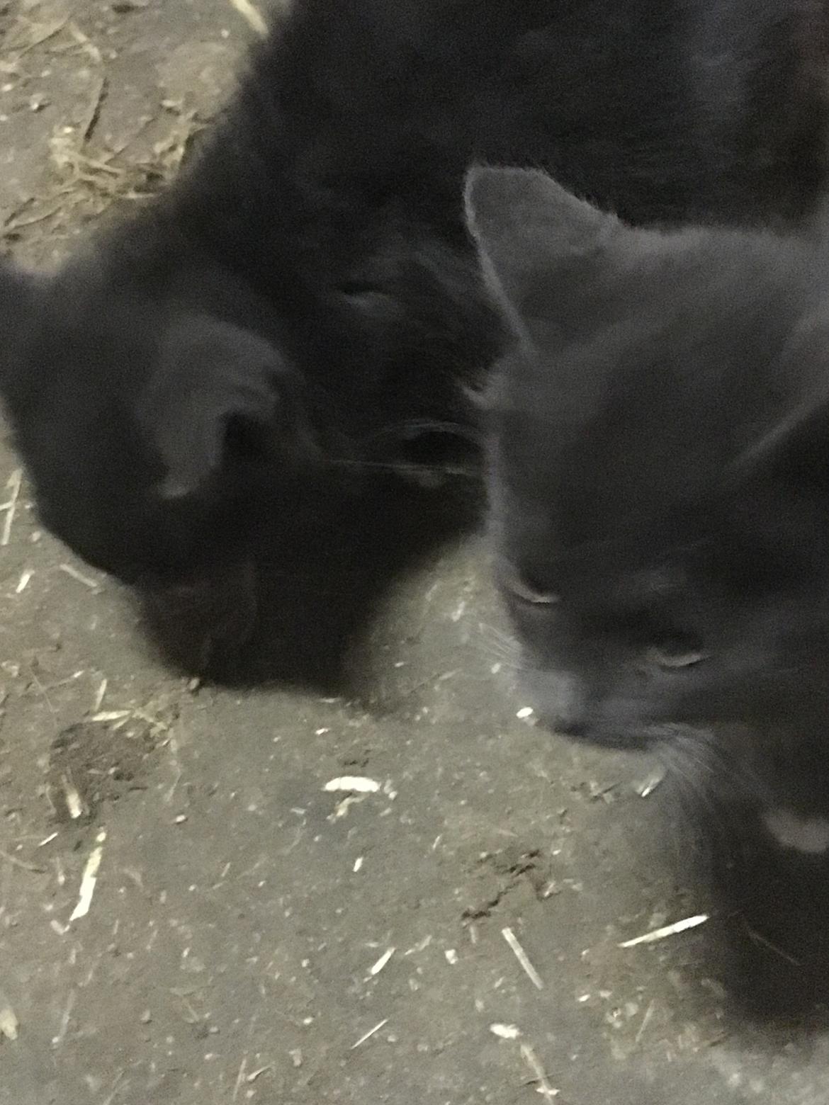 Huskat Sam  billede 5