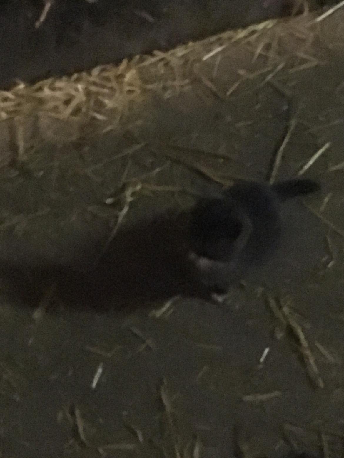 Huskat Sam  billede 1