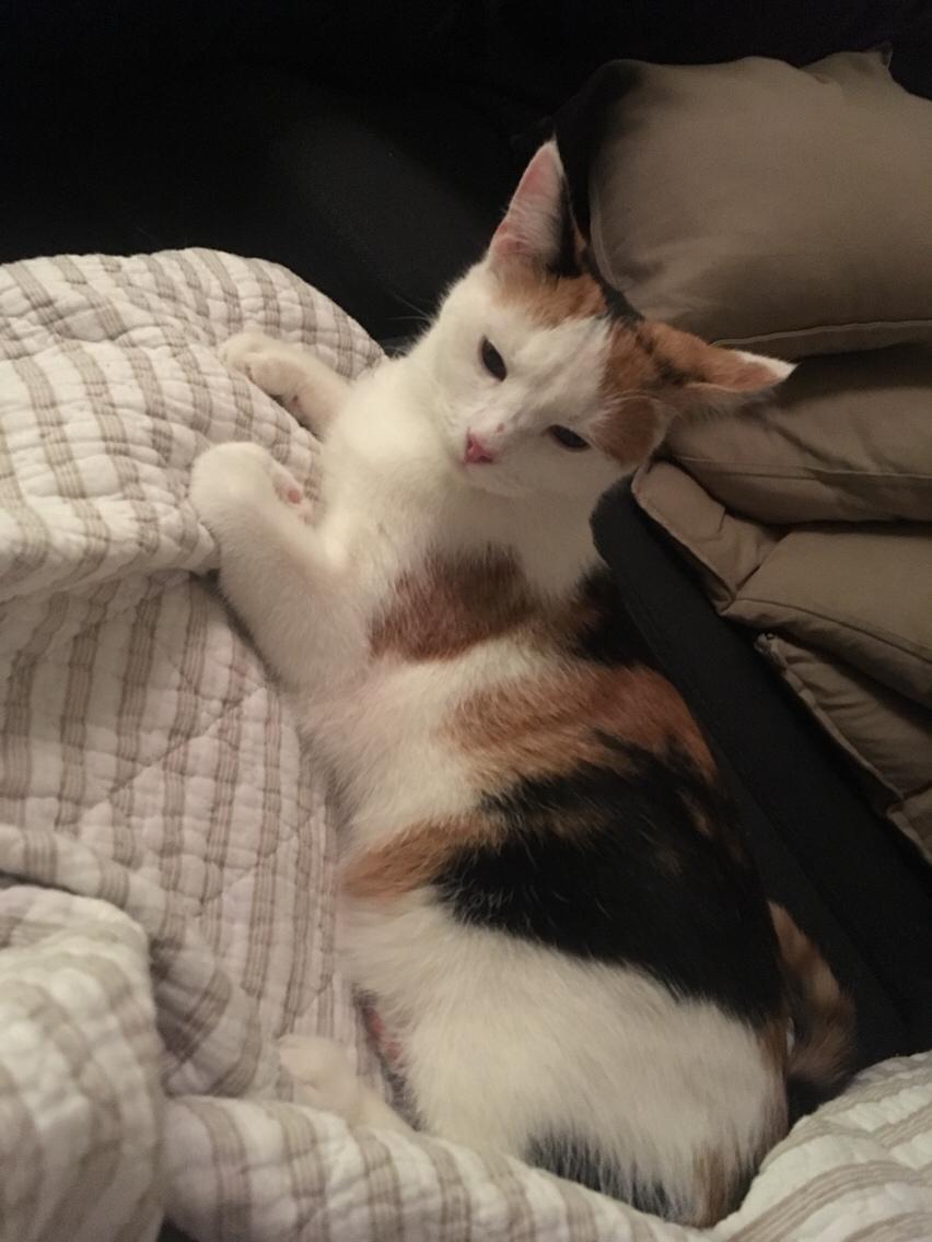 Huskat Gry billede 8