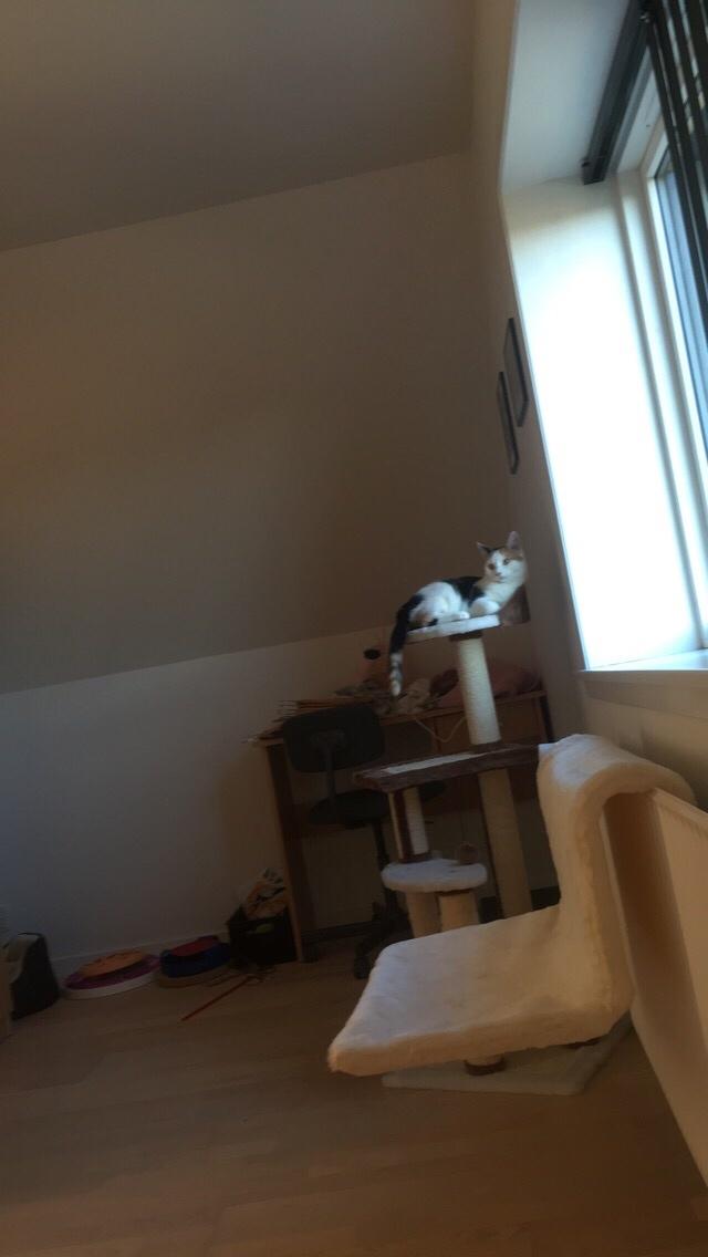 Huskat Gry billede 12