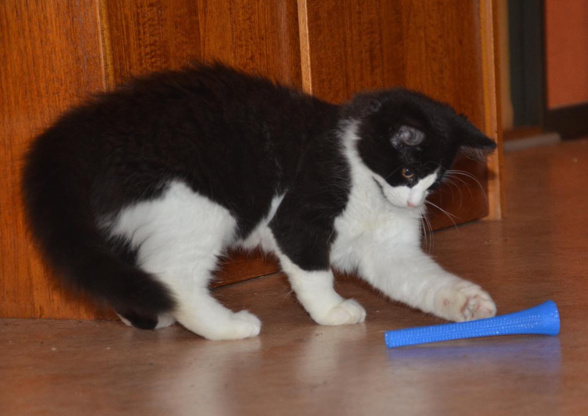 Huskat Marie - Legesyge Marie i gang med at dræbe et stykke legetøj... billede 3