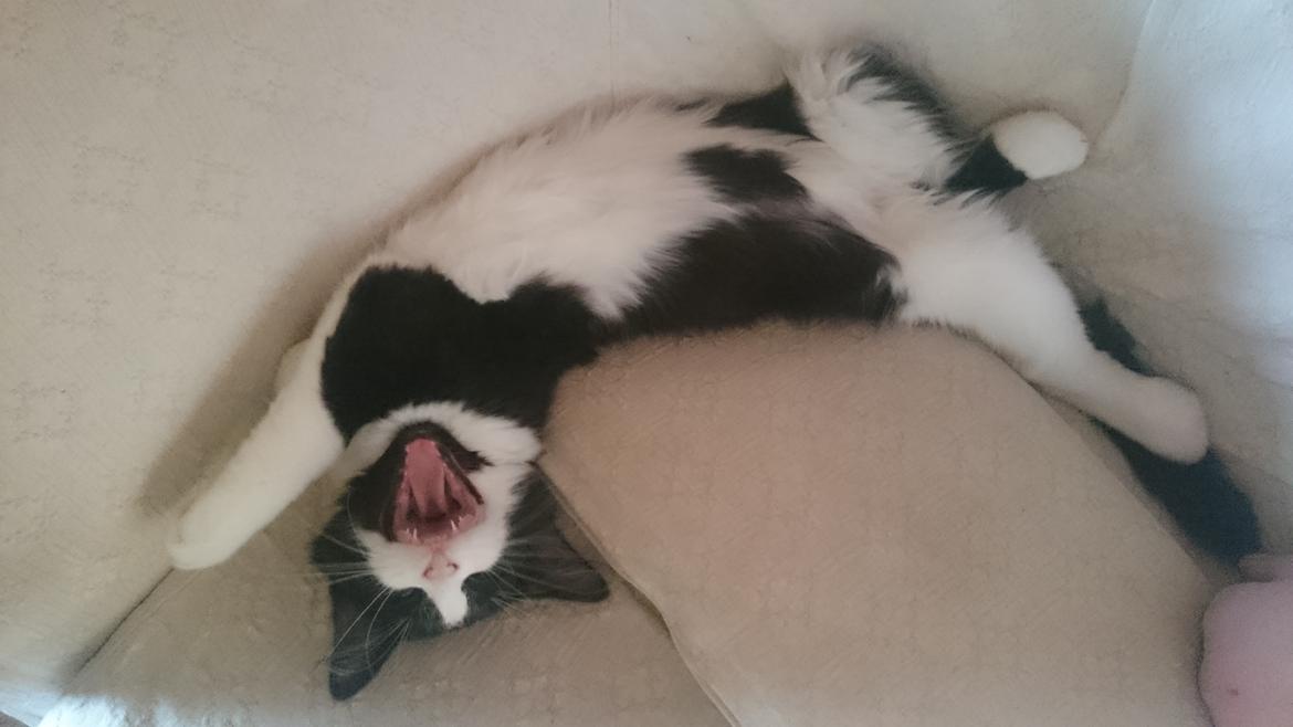 Huskat Marie - Indkast godbid for mavenus, tak... billede 6