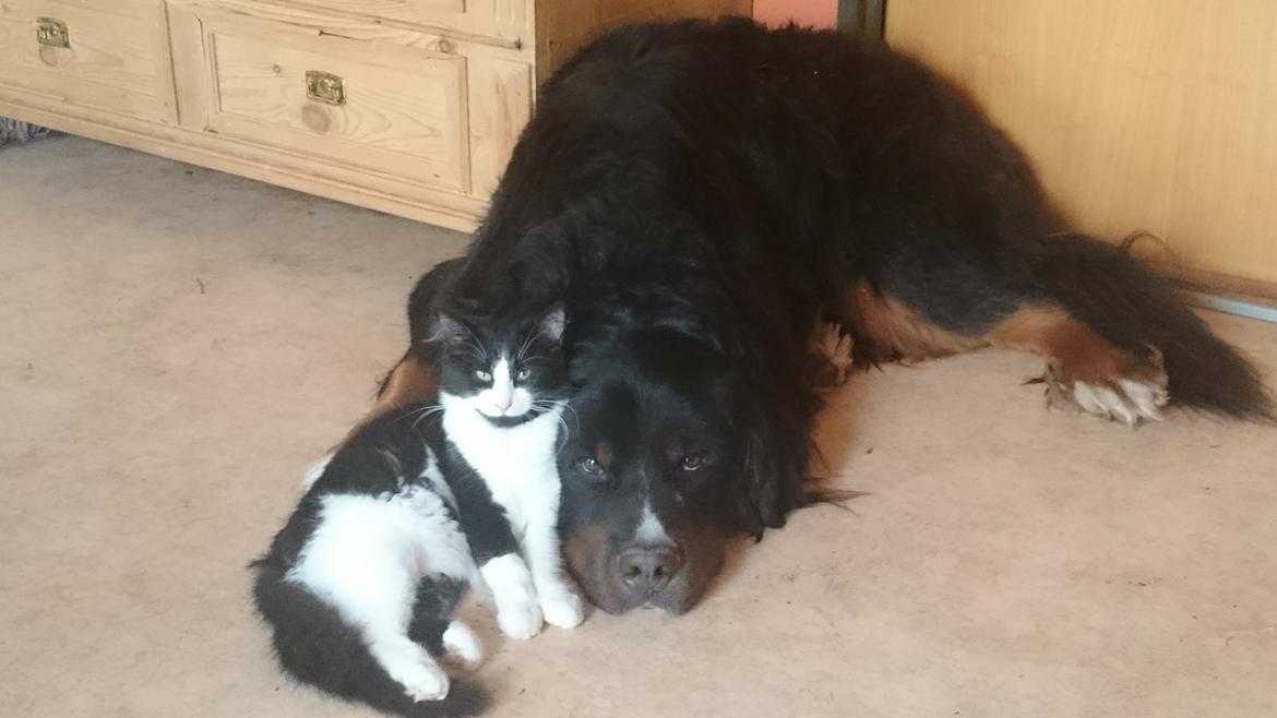 Huskat Marie - Marie ELSKER vores store Berner Sennen, Basil... så meget, at han nogle gange synes, det er for meget. :-D billede 10