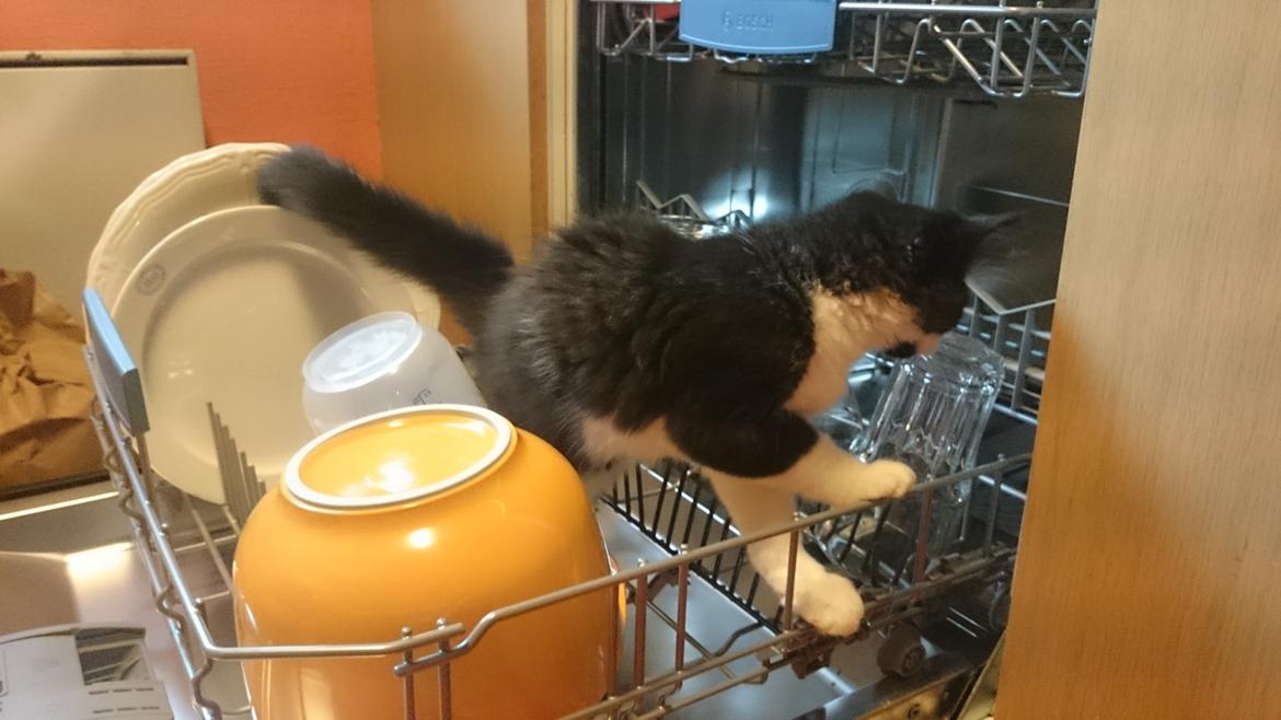 Huskat Marie - Altid "hjælpsomme" Marie... her hjælper hun med at tømme opvaskemaskine... billede 7