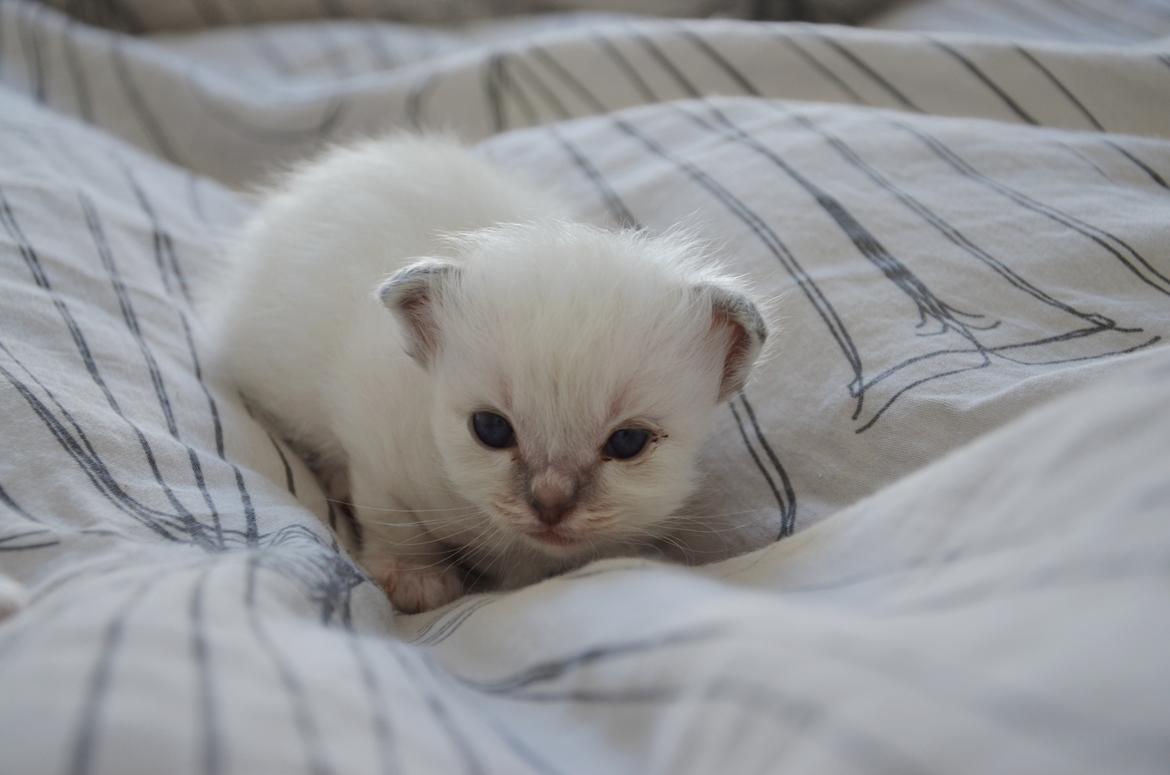 Hellig Birma Con Meo's Morris - Morris 3 uger gammel billede 2