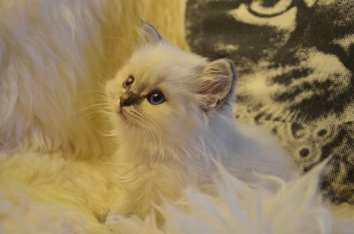 Hellig Birma Con Meo's Morris - Morris 5 uger gammel billede 3