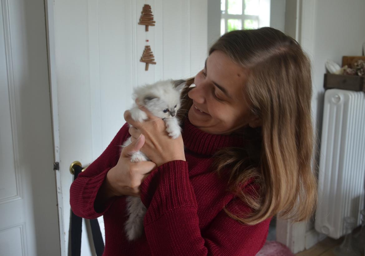 Hellig Birma Con Meo's Morris - Jeg var smask forelsket i den lille uldtot helt fra begyndelsen... billede 4