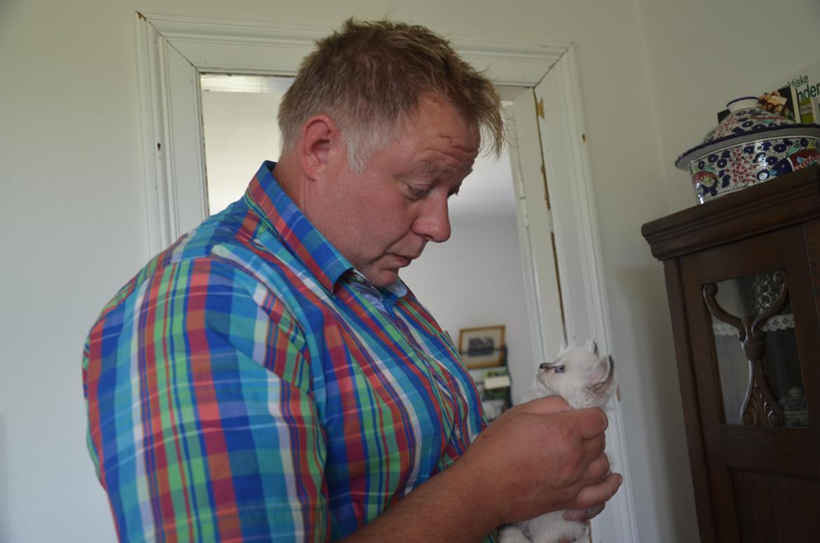 Hellig Birma Con Meo's Morris - "Far" fortæller Morris, at han skal hjem til os at bo, når han bliver gammel nok... Morris lytter opmærksomt... billede 5