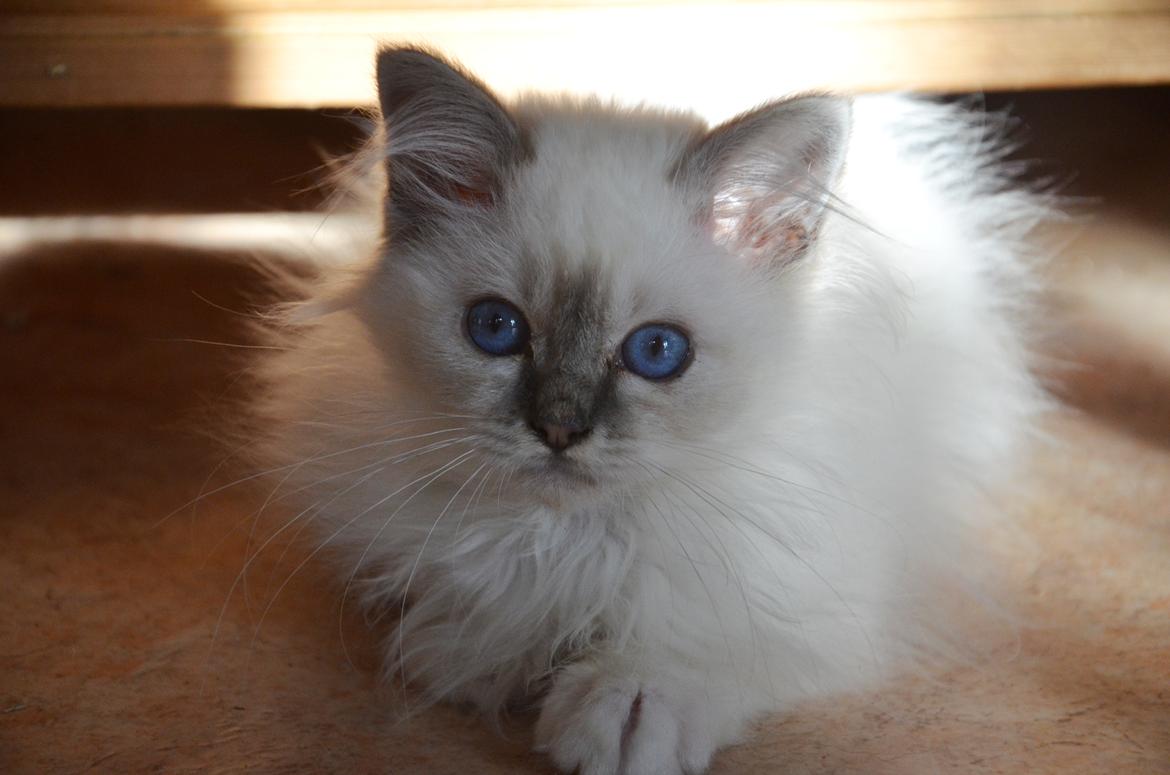 Hellig Birma Con Meo's Morris - Smukke Morris, 17 uger gammel og lige flyttet hjem billede 6