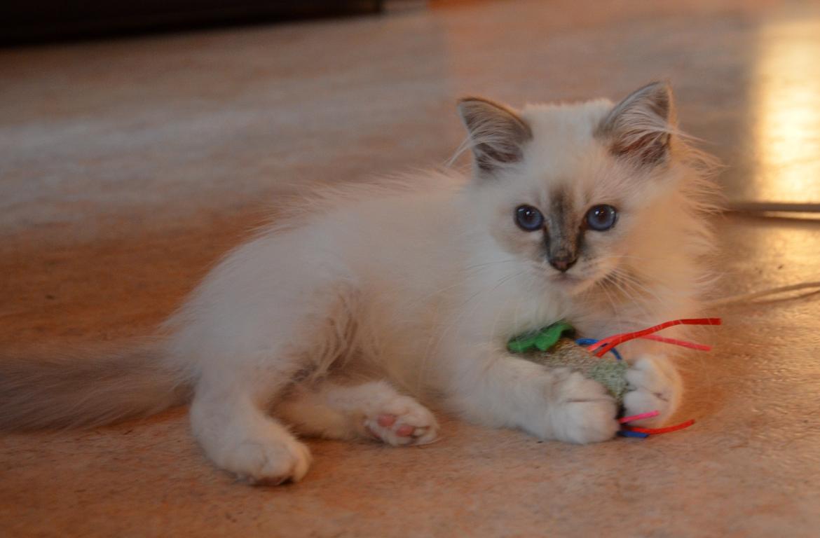 Hellig Birma Con Meo's Morris - Det er MIT legetøj, mor! billede 7