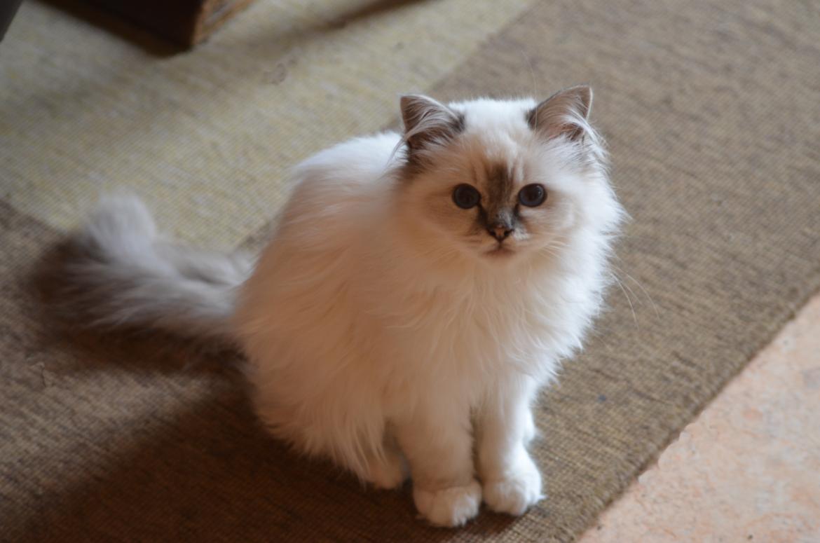 Hellig Birma Con Meo's Morris - Smukke Morris, 5 måneder gammel billede 1