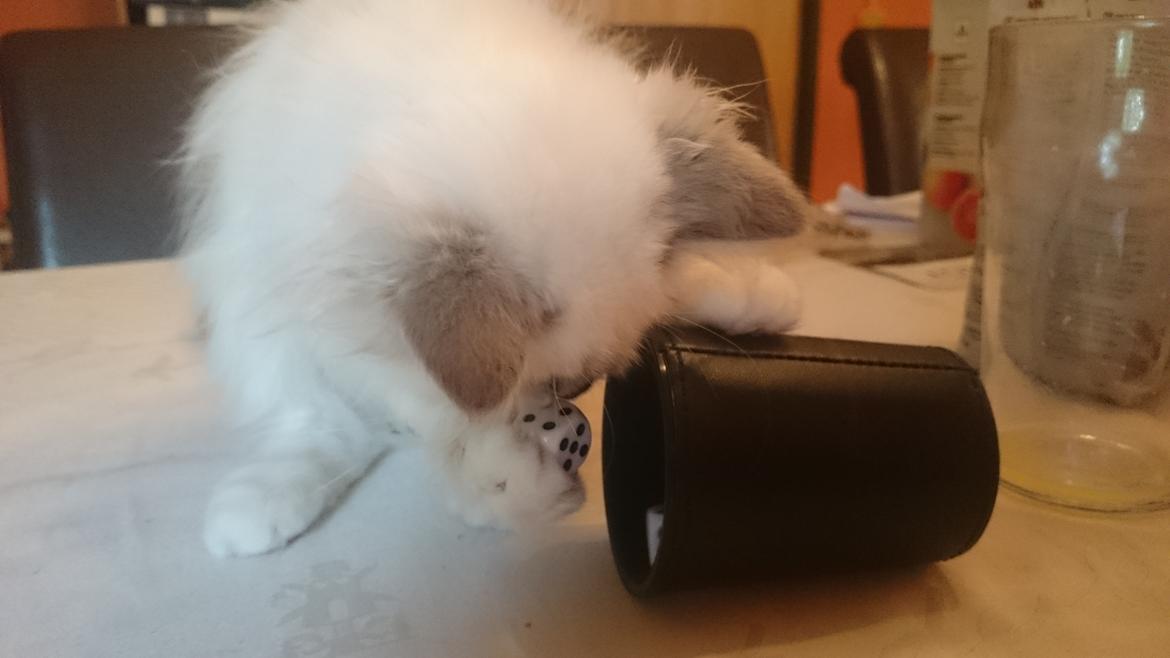 Hellig Birma Con Meo's Morris - Morris har en svaghed for terninger...og en formidabel terningkontrol! billede 8