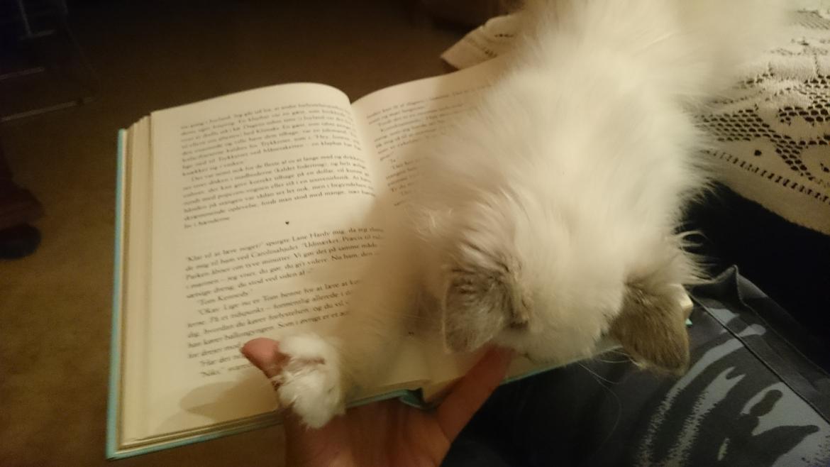 Hellig Birma Con Meo's Morris - Morris mener bestemt ikke, at jeg skal læse bog, men derimod nusse om ham... billede 10