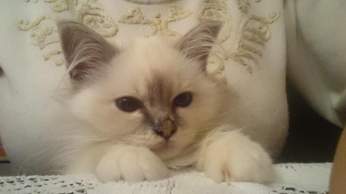 Hellig Birma Con Meo's Morris - Morris elsker at sidde på skødet og følge med i, hvad jeg laver... billede 9