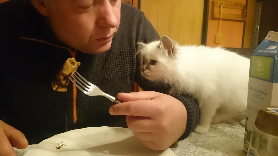 Hellig Birma Con Meo's Morris - Far... giv... mig... pandekage... NU! billede 11