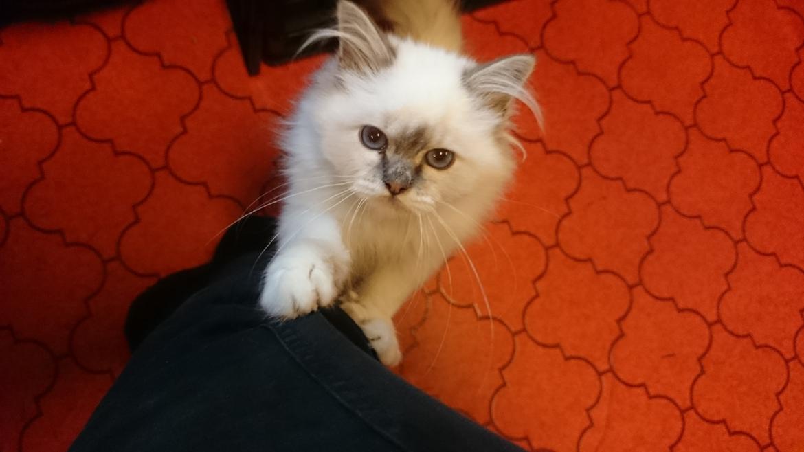 Hellig Birma Con Meo's Morris - MOAR... jeg vil OP.... NUUUU!! billede 12