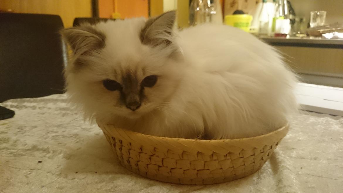 Hellig Birma Con Meo's Morris - Morris leger et ordentligt brød... eller en nuttet bolle... vælg selv. ;-) billede 13