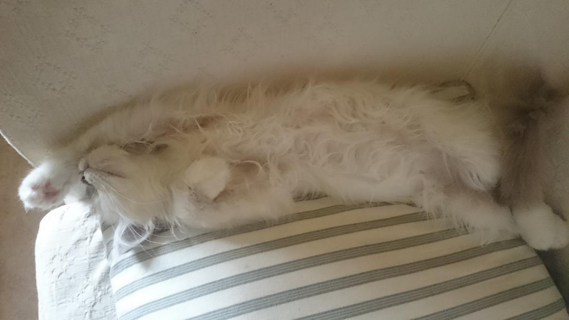 Hellig Birma Con Meo's Morris - Melodramatisk? Hvem? Morris? billede 14