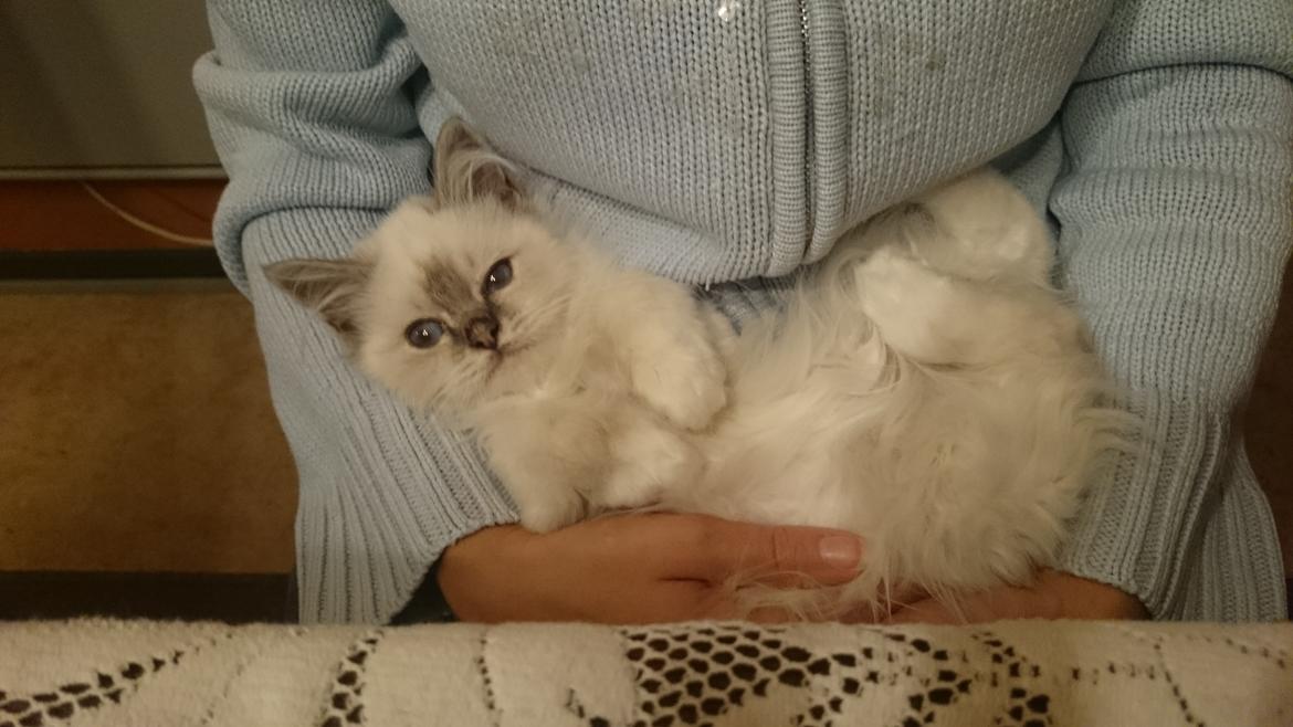 Hellig Birma Con Meo's Morris - Morris hygger på en af sine absolutte yndlingspladser - i favnen på "mor" billede 16