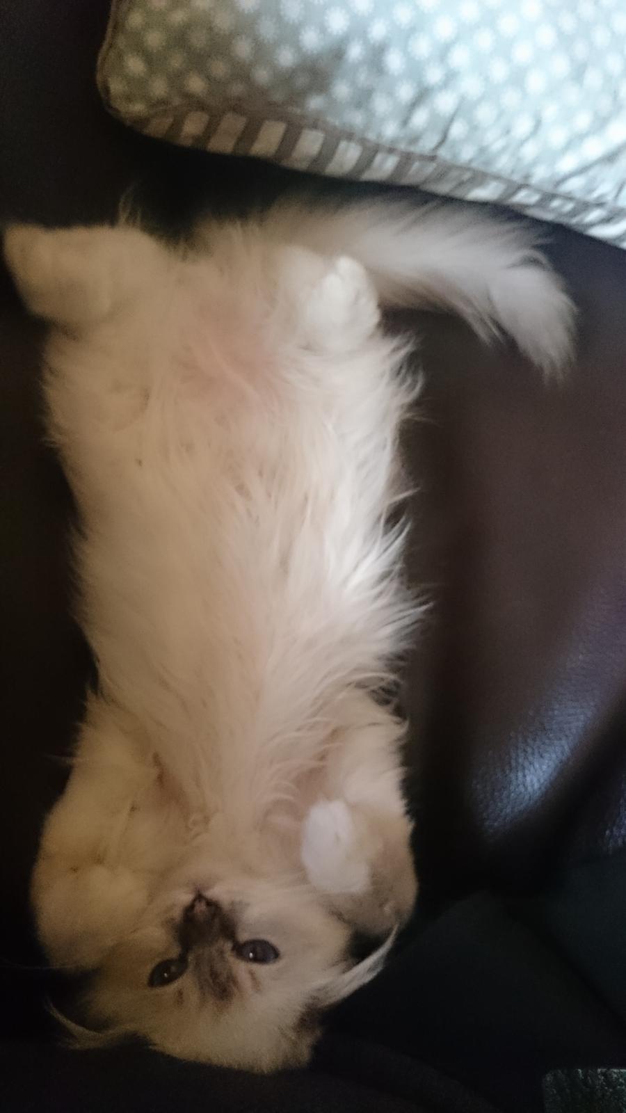 Hellig Birma Con Meo's Morris - Nus mig på maven... please.... billede 17