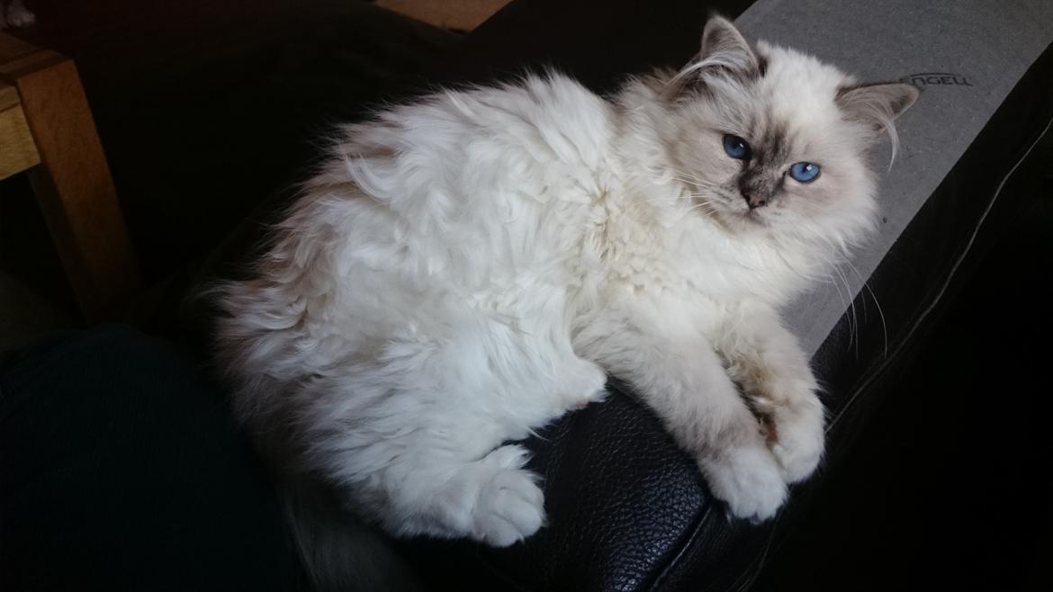 Hellig Birma Con Meo's Morris - Smukke Morris! billede 18