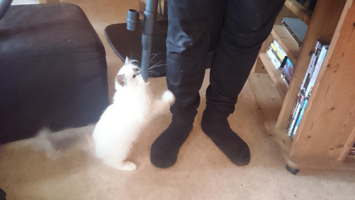 Hellig Birma Con Meo's Morris - Morris - den store støvsugerdræber billede 19