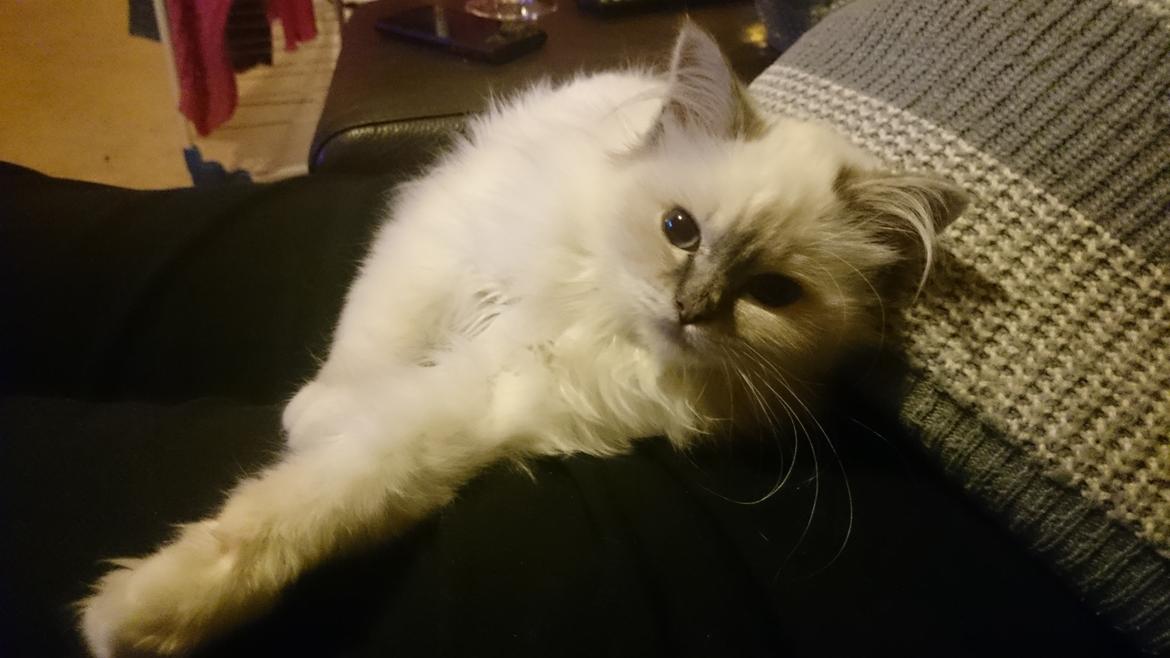 Hellig Birma Con Meo's Morris - Endnu et yndlingsputtested... farmavsen! billede 20