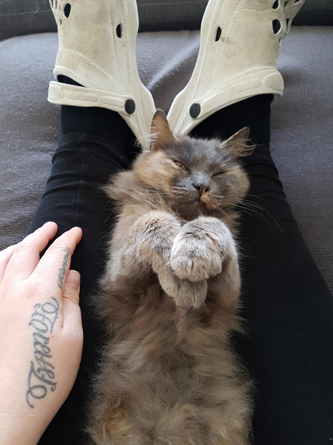 Blanding af racer Musse billede 1