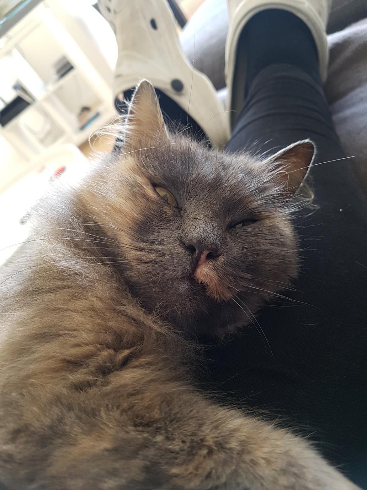 Blanding af racer Musse billede 2