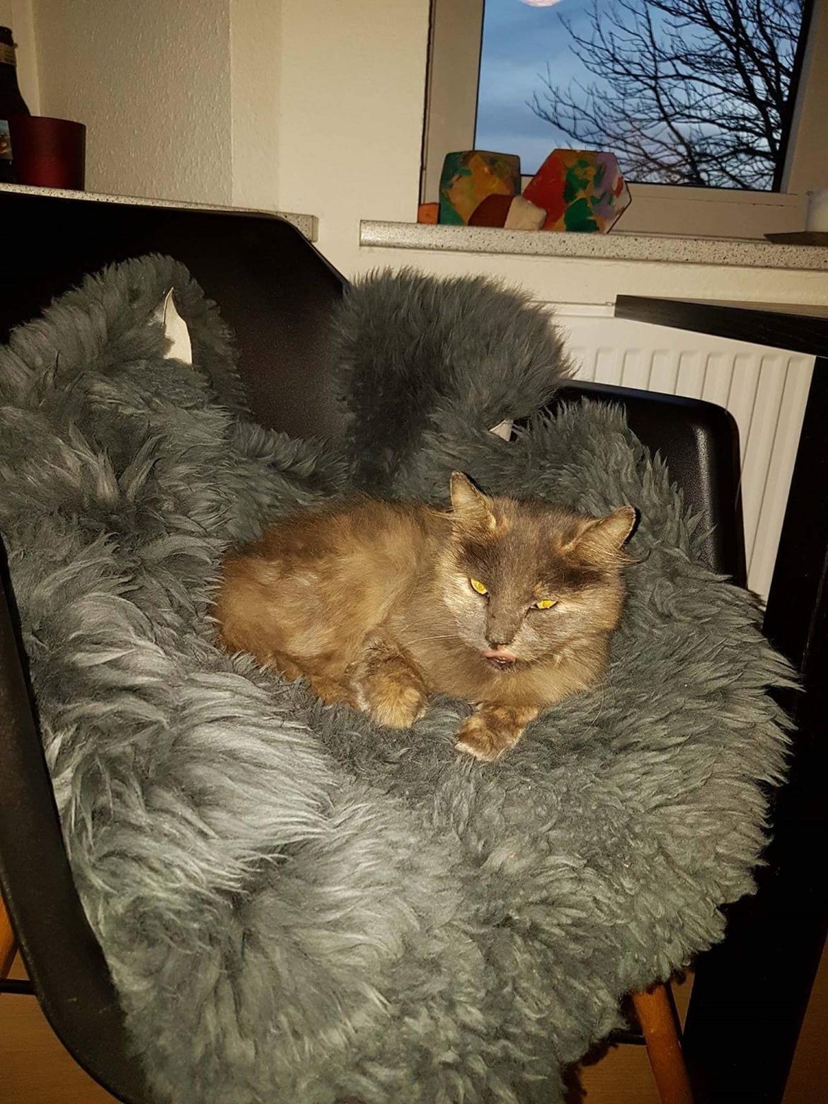 Blanding af racer Musse billede 4