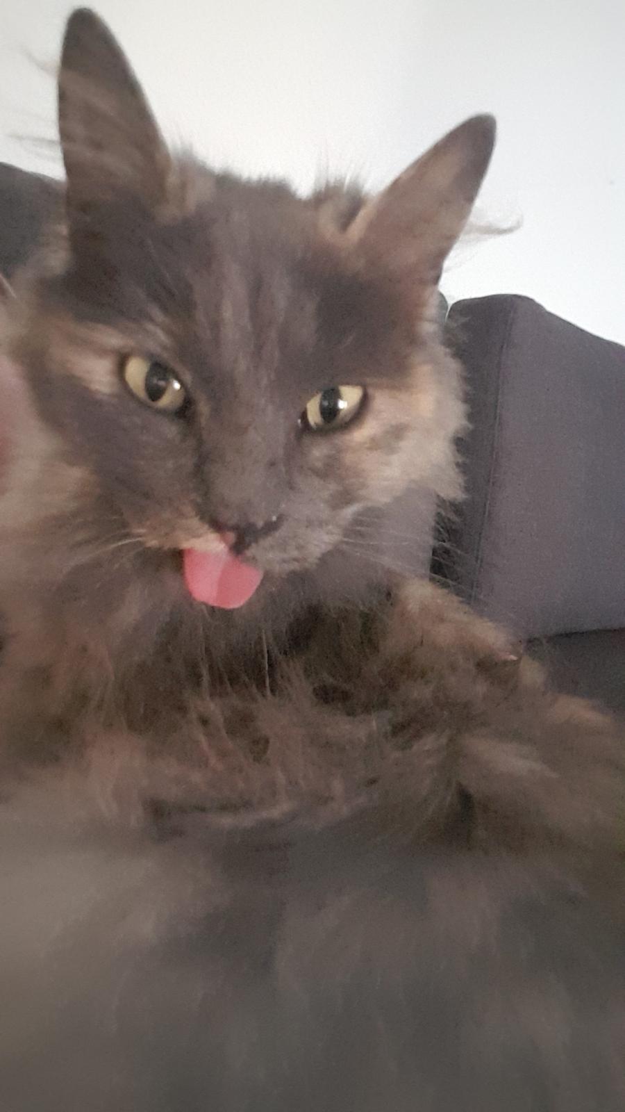 Blanding af racer Musse billede 5