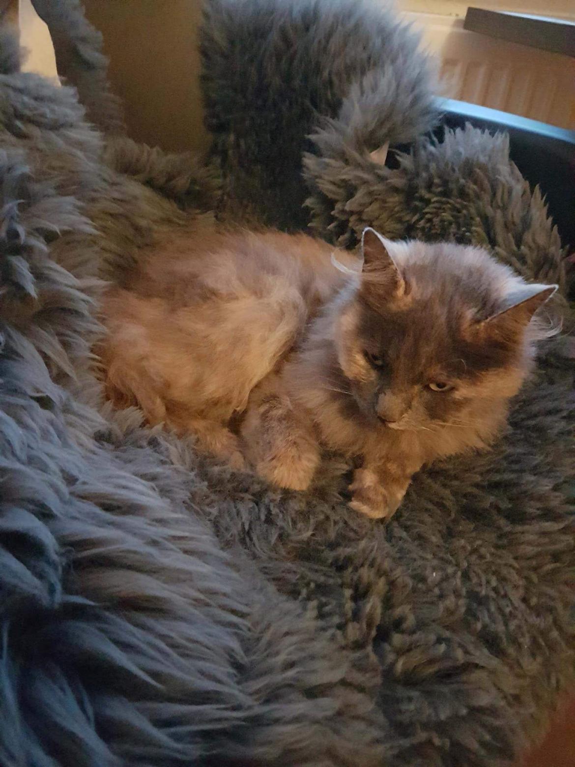 Blanding af racer Musse billede 6