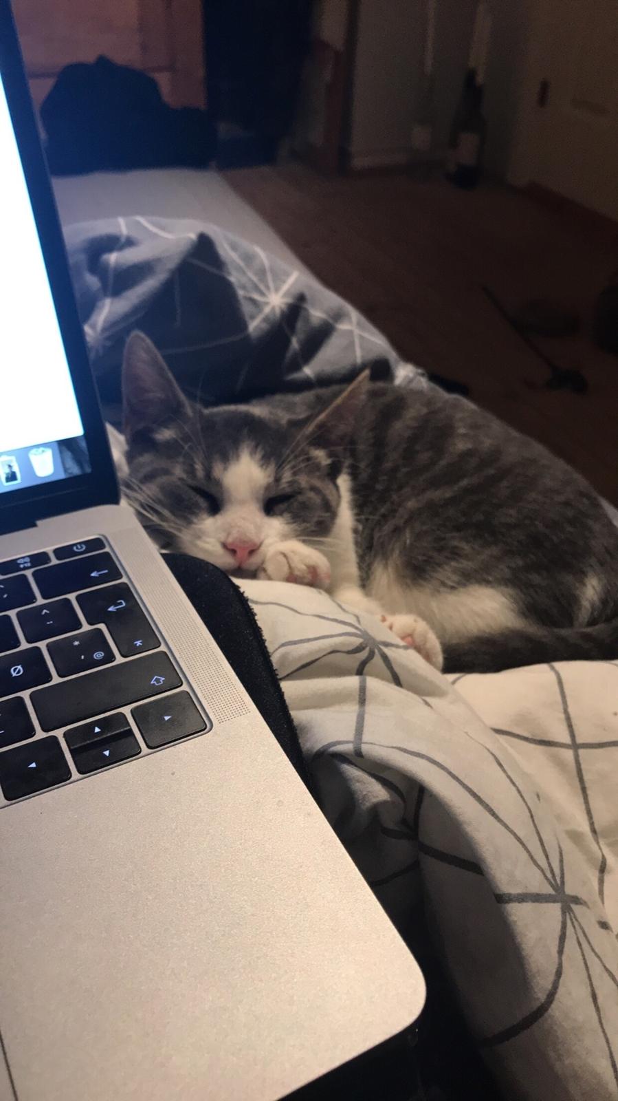 Huskat Felix billede 2