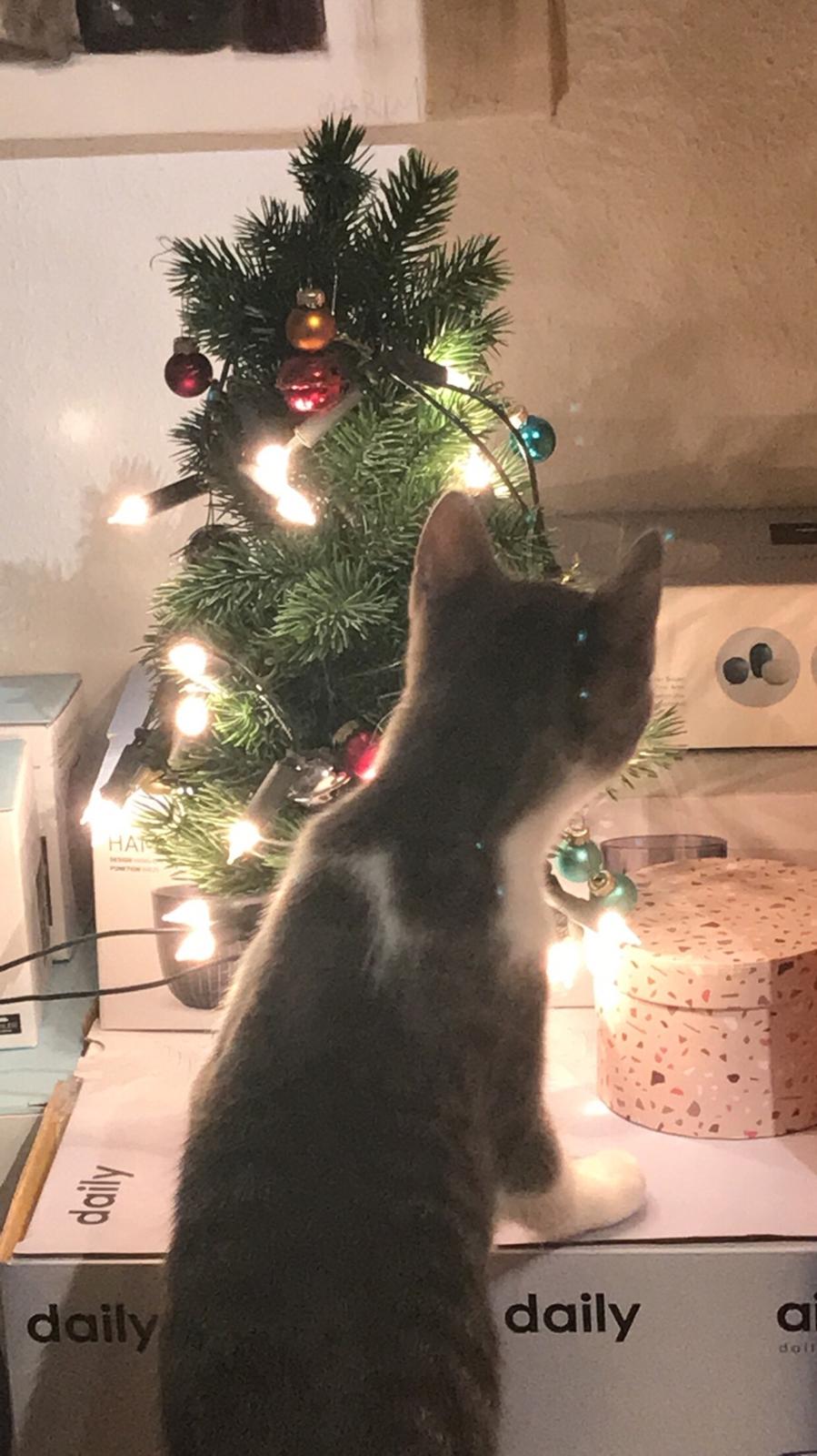 Huskat Felix billede 4