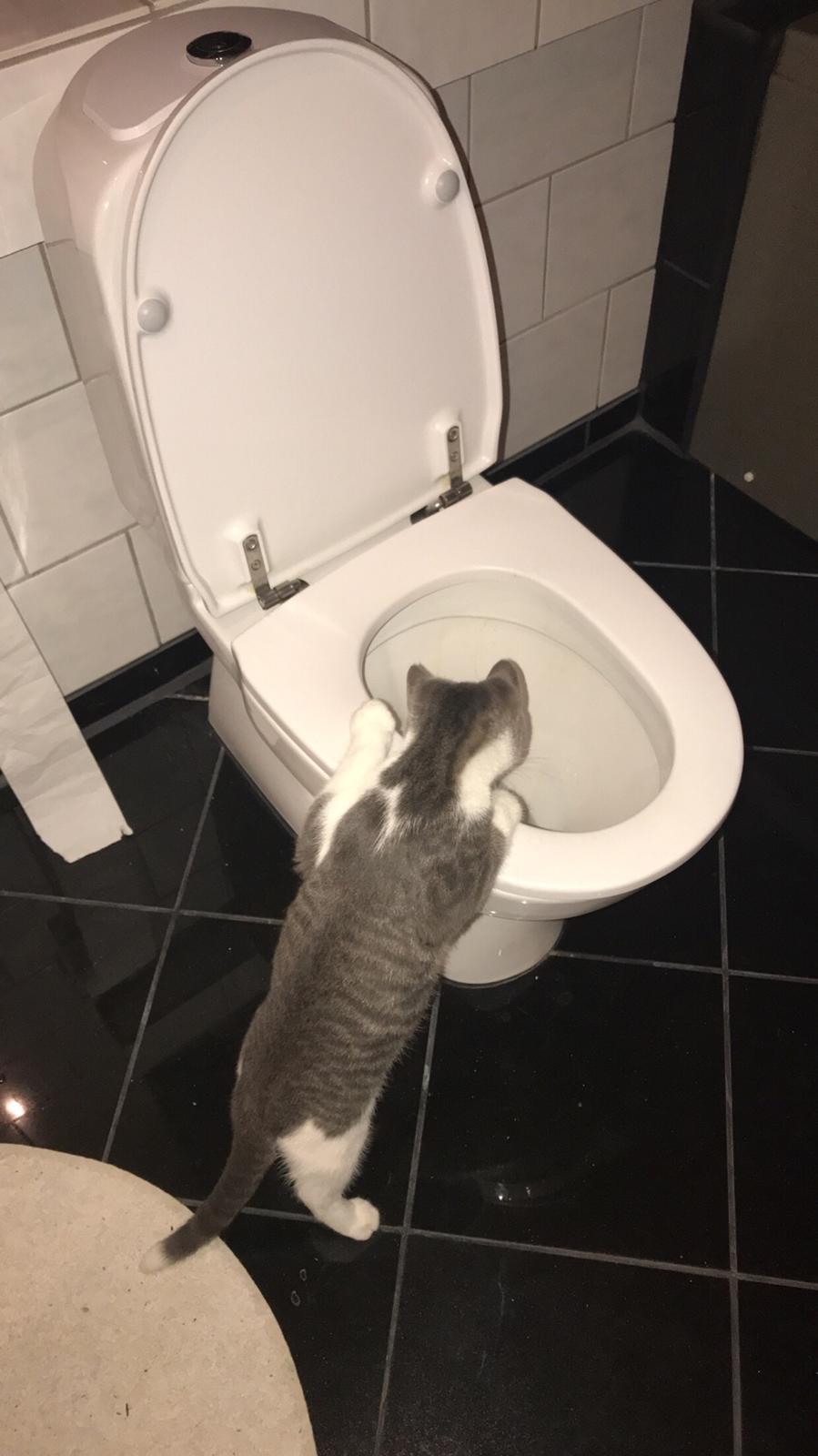 Huskat Felix billede 5