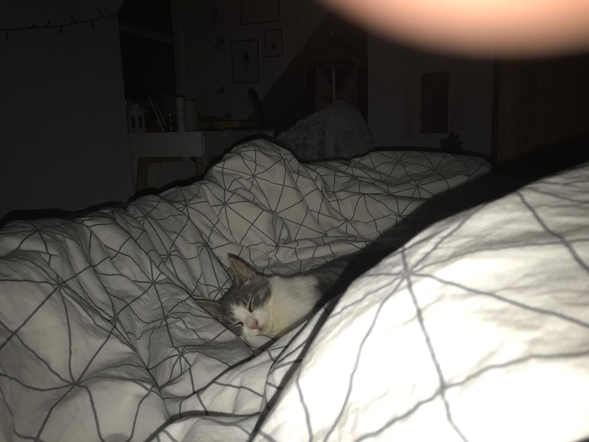 Huskat Felix billede 3