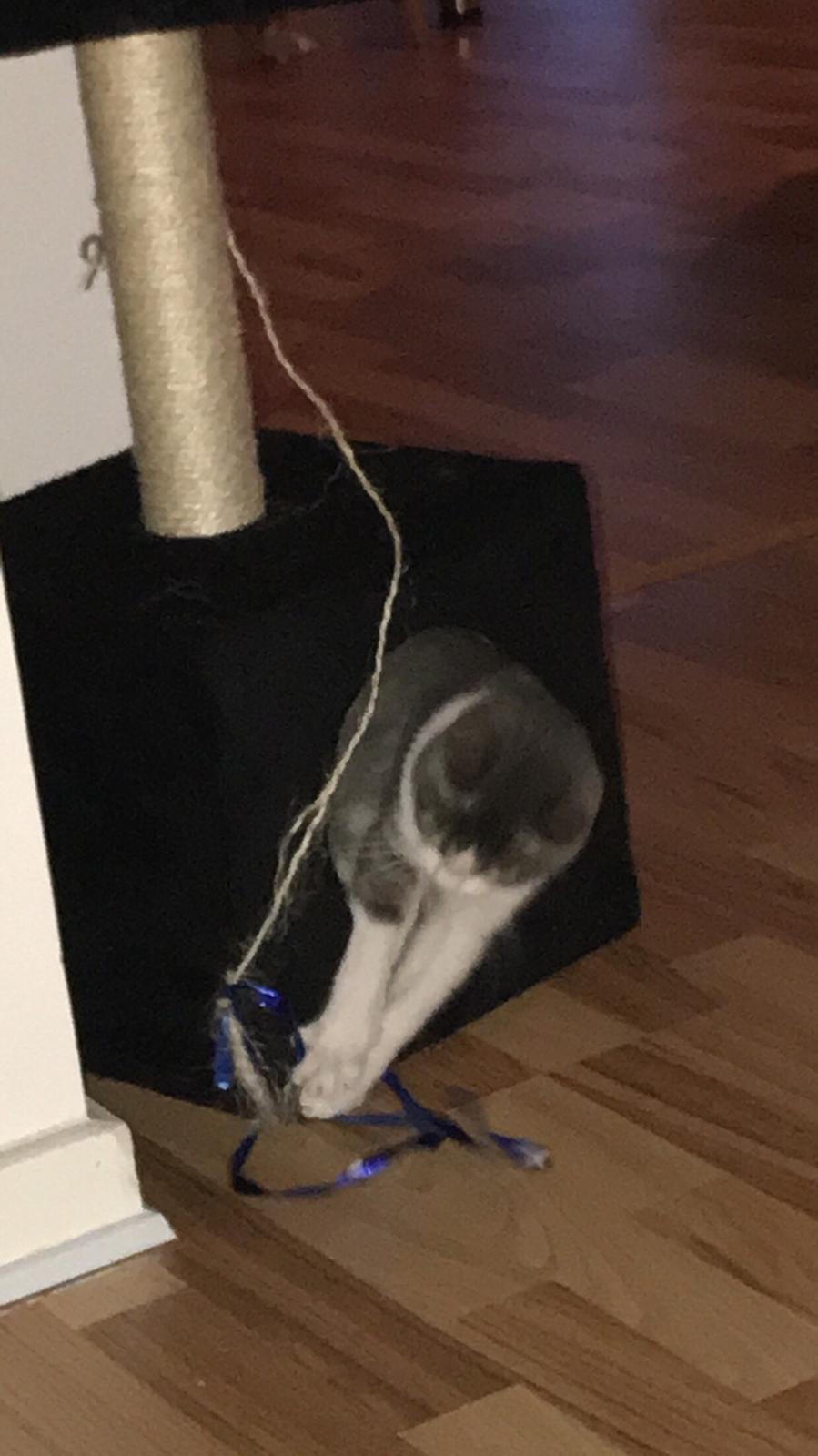 Huskat Felix billede 6