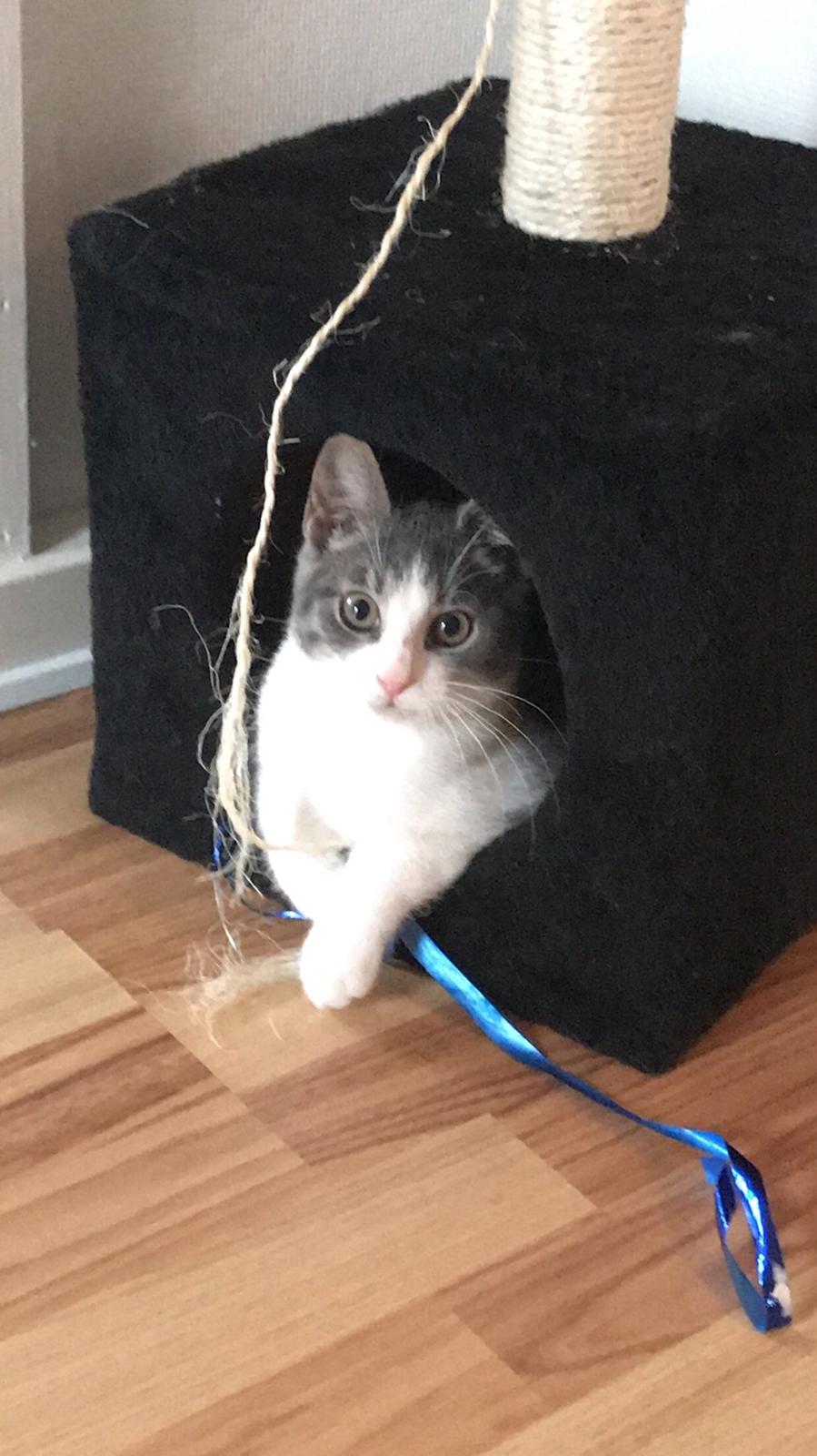 Huskat Felix billede 7