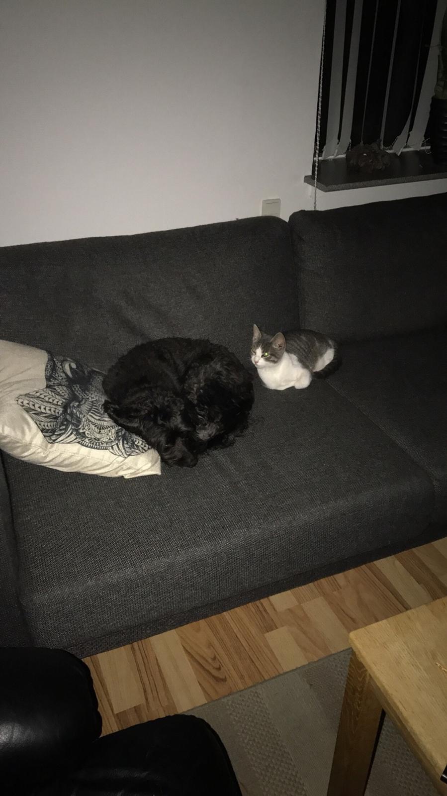 Huskat Felix billede 8