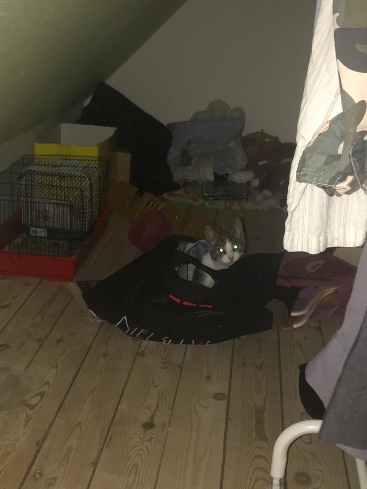 Huskat Felix billede 10